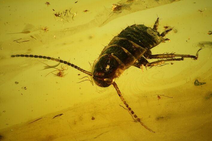 Detailed Fossil Cockroach (Blattodea) In Baltic Amber #142254